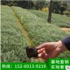 麥冬小苗 麥冬苗 苗木基地直銷 批發(fā)工程綠化小苗 供應(yīng)地被植物