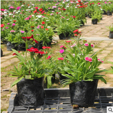 石竹 種類多 景區庭院 常夏石竹 錦團石竹 陽臺花草盆栽花卉種子