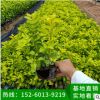 福建黃金葉小苗批發(fā)銷售，黃芯梅小苗基地直銷，黃金葉批發(fā)