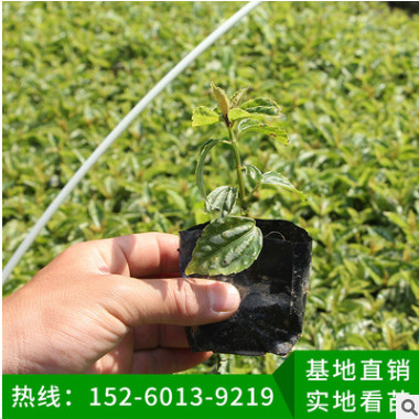 冷水花地被苗袋苗批發 園林綠化植物 多種規格 綠化苗木 基地直銷