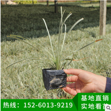 銀邊草，地被銀邊草 銀邊草袋苗 銀邊草盆栽