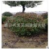 出售冠幅一米紅葉石楠球 100CM紅葉石楠球價格 工程綠化 量大價優