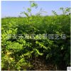 3公分刺槐樹(shù)價(jià)格 3公分洋槐樹(shù)苗批發(fā) 3公分香花槐樹(shù)苗價(jià)格