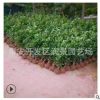 50公分冬青衛(wèi)矛球 冬青小毛球 分支好 綠化帶冬青樹(shù)苗批發(fā)