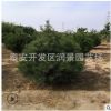 一米白皮松價(jià)格 2米3米4米5米白皮松樹(shù)苗育苗基地