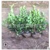 50公分冬青衛(wèi)矛球 冬青小毛球 分支好 綠化帶冬青樹(shù)苗批發(fā)