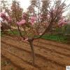 山東7公分櫻花基地，櫻花市場價格，大量供應晚櫻櫻花