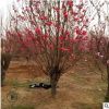 山東紅葉碧桃價格，3公分4公分碧桃基地，10公分碧桃銷售商