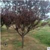 供應3-4-5-6公分紫葉李價格，8-9公分紫葉李批發基地