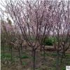 基地批發7公分紫葉李 8公分-9公分-10公分優質紫葉李產地報價