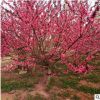 山東龍柱碧桃產地 7公分紅葉碧桃價格 青葉碧桃銷售