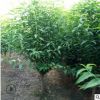 基地直發 5公分紅葉碧桃樹苗可進行指導種植 紅葉碧桃小苗