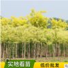 批發(fā)黃金槐小苗工程行道綠化苗木樹金枝槐黃槐樹苗木量大價(jià)優(yōu)