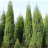 基地直銷檜柏 園林工程綠化苗木 四季長青盆栽小苗圓柏北京檜柏