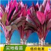 批發(fā)紅葉富貴竹 紅竹焦大葉竹紅竹鴻運(yùn)竹盆栽植物 室內(nèi)水培植物