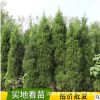 批發(fā)蜀檜苗園林綠化工程苗行道樹(shù) 四季常青塔柏樹(shù)苗龍柏苗蜀檜