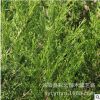 基地直銷蜀檜樹(shù)苗塔柏工程綠化苗木園林色塊綠化苗木四季常青蜀檜