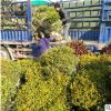 綠化苗木基地80-150金冠女貞球直銷金冠女貞球價格金葉女貞球批發