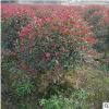供綠化工程苗木紅葉石楠球批發冠幅80-250CM紅葉石楠球價格品種優