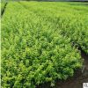 金葉女貞小苗批發工程綠化色塊苗木金葉女貞色塊綠籬金葉女貞價格