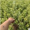 綠化工程苗木基地金邊黃楊小苗直銷金邊四季青小苗價(jià)格金邊黃楊苗