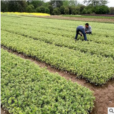 綠化工程苗木基地金邊黃楊小苗直銷金邊四季青小苗價格金邊黃楊苗