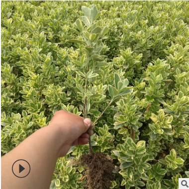 綠化工程苗木基地金邊黃楊小苗直銷金邊四季青小苗價格金邊黃楊苗