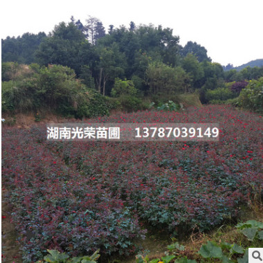 供應綠化工程苗月季花苗月季苗大花批發月季扦插苗月季工程苗批發