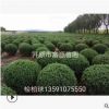 富源苗圃長期供應各種規格檜柏球 刺柏球 綠化苗木批發