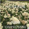 遼寧苗圃批發木繡球 繡球花 繡球樹苗 大花水椏木 大花繡球價格低