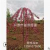 基地批發彩葉新品種垂枝海棠 垂絲海棠批發供應 花后可以觀果
