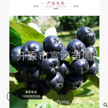 遼寧美國(guó)紅楓基地 美國(guó)紅楓小苗 耐寒美國(guó)紅楓批發(fā)供應(yīng)