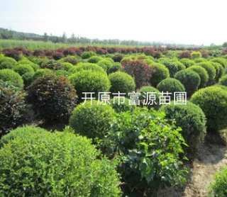 綠化苗木基地批發(fā)紅葉榆葉梅 成活率高保證質(zhì)量 全國(guó)發(fā)貨