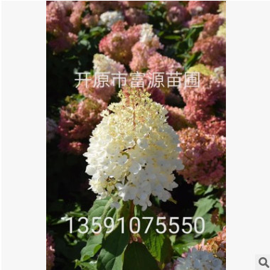 遼寧苗圃供應(yīng)木繡球 木繡球 大花繡球 大花水椏木批發(fā)