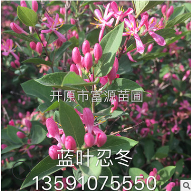 苗圃批發(fā)藍(lán)葉忍冬 紅花忍冬 學(xué)校綠化植物開(kāi)花樹(shù)苗適合北方種植