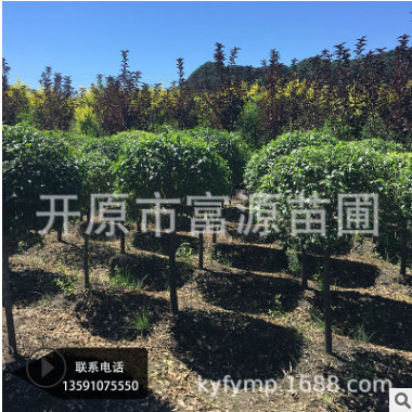 花圃基地玉簪 紫花玉簪 多年生宿根花卉 東北玉簪花批發(fā)供應(yīng)