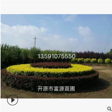 開(kāi)原苗圃綠化苗木 大量供應(yīng)各種彩葉綠化苗木
