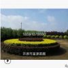 開原苗圃綠化苗木 大量供應各種彩葉綠化苗木
