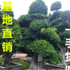 福建小葉榕 造型小葉榕 小葉榕樁頭 造型榕樹 批發(fā)價(jià)格報(bào)價(jià)基地