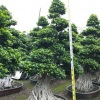 福建造型小葉榕樹樁價(jià)格 批發(fā)小葉榕樁頭盆景 造型榕樹盆景樁景