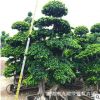 福建造型小葉榕樁頭 四川榕樹樁景 小葉榕古樁 3米高度榕樹盆景
