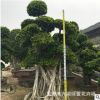 造型榕樹小葉榕樁景 廣西小葉榕樹樁盆景 3米高度福建小葉榕樁頭