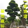 廣西榕樹樁景價格 福建榕樹盆景報價 四川小葉榕樁頭基地 榕樹樁