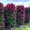 高2-3-4-5米紫色柱形三角梅紅色三角梅花柱九重葛柱子勒杜鵑柱子