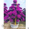 紫色三角梅 三角梅價格 三角梅樹樁盆景 造型三角梅 基地批發供應