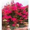 同安紅三角梅批發 四季紅三角梅基地 水紅三角梅 紅色三角梅價格