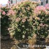 紅櫻三角梅價格 白里透紅三角梅批發 綠葉櫻九重葛勒杜鵑報價