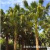 福建 蒲葵 高桿蒲葵 蒲葵樹 大蒲葵價格報價大量批發供應
