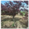 廠家直銷紫葉李樹 當年嫁接紫葉李樹哪里有 3公分紫葉李樹批發