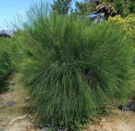 基地直供 千頭木麻黃球、木麻黃科徑1-3公分多種規格綠化景觀球